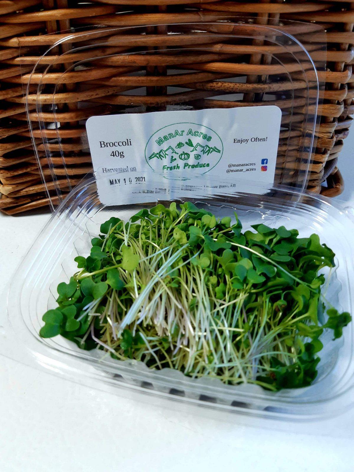 Broccoli Microgreens Growing From the Ground Up