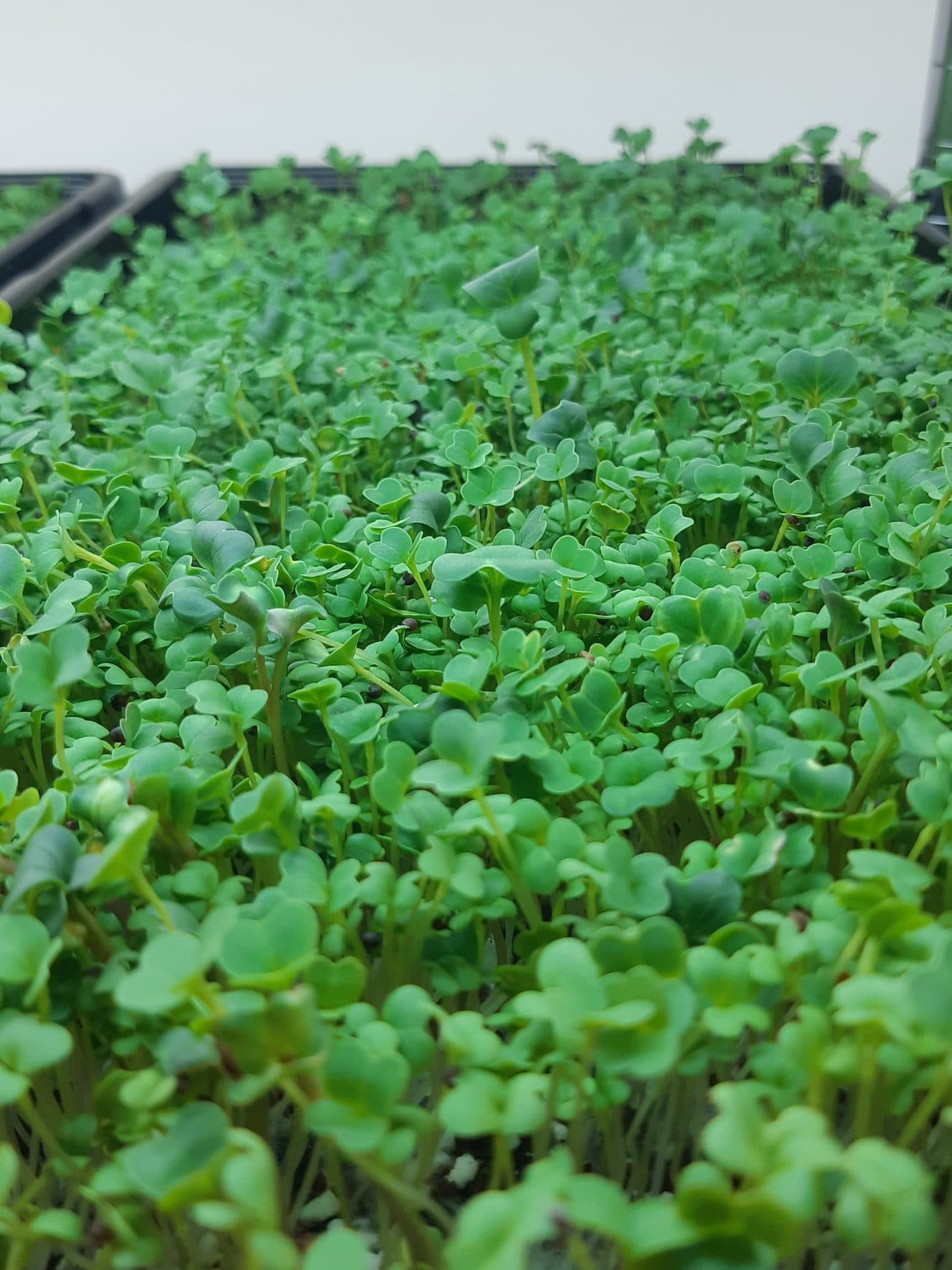 Broccoli Brassica Blend Microgreens - Growing From the Ground Up