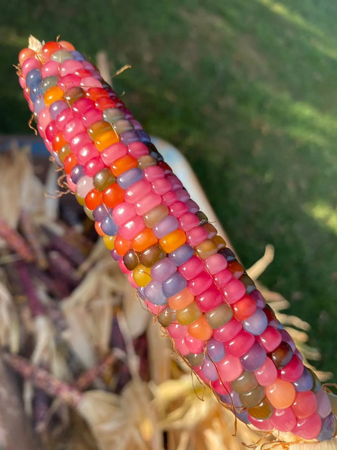 Jellybean-corn-on-the-cob flip it
