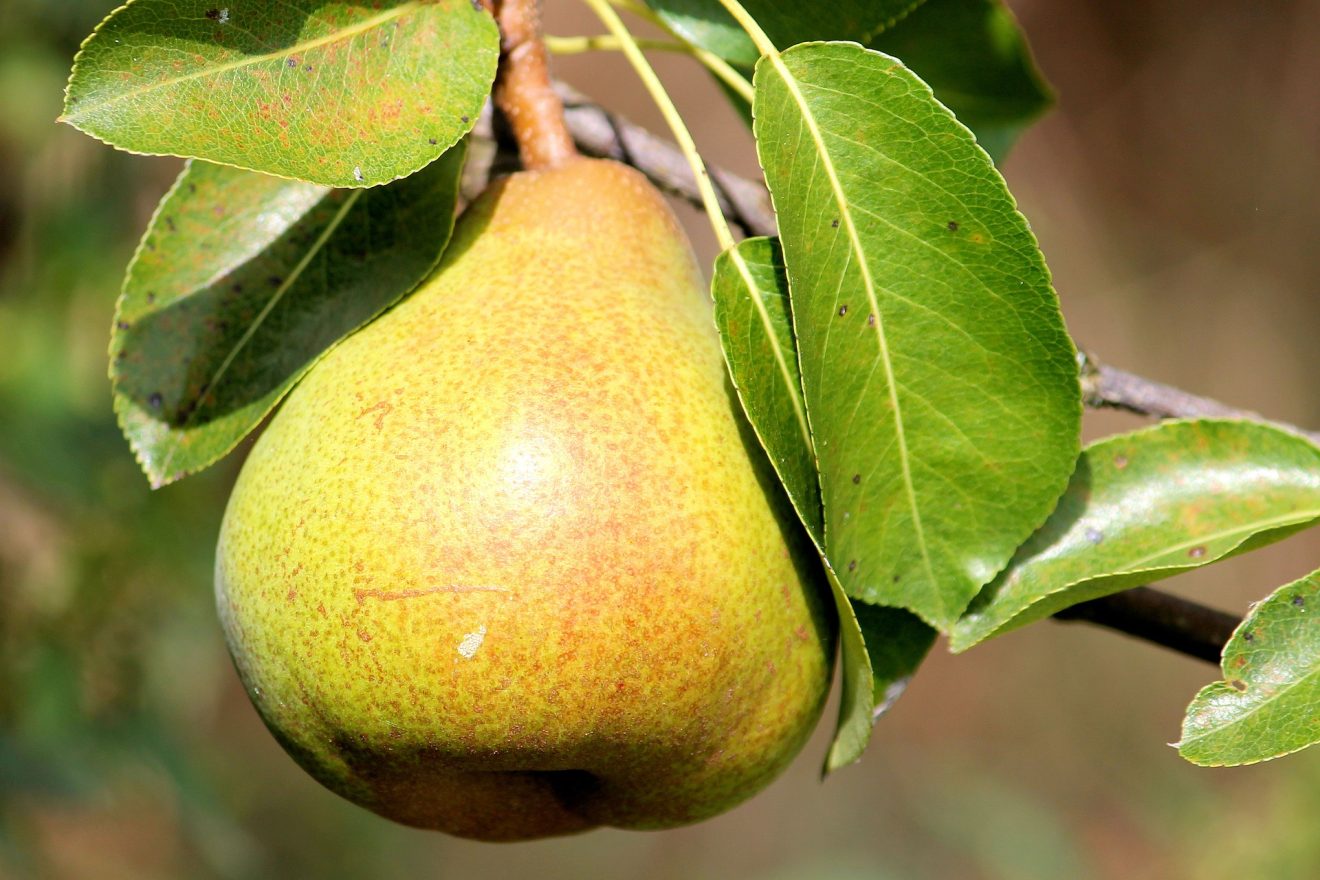 B.C. D' Anjou Pears
