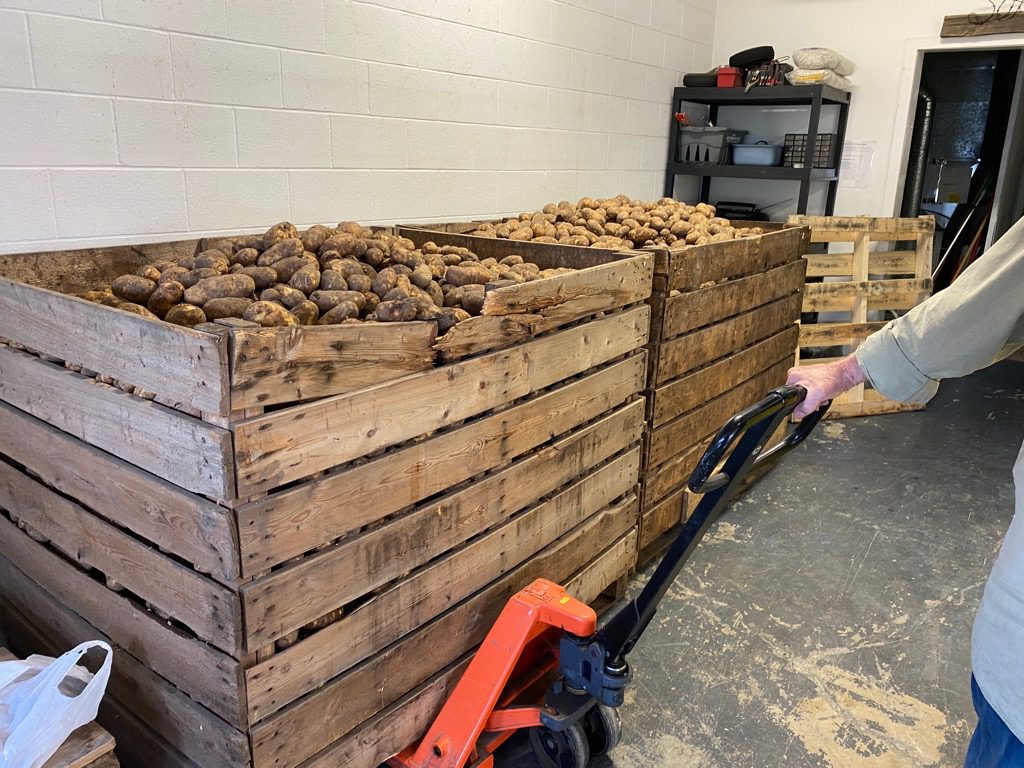Russet Burbank Potatoes Bulk Growing From the Ground Up