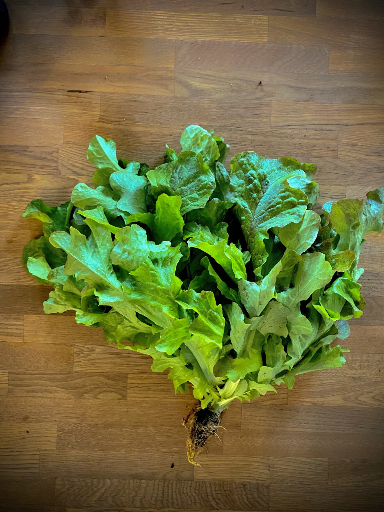 Live Red Salad Bowl Lettuce (4 Pack)