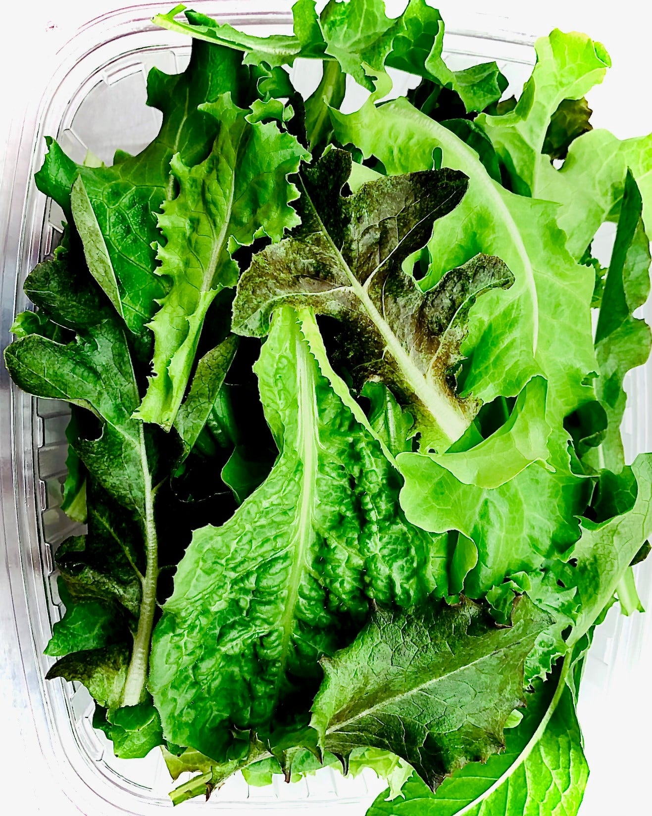 Organically Grown Mesclun Baby Leaf Salad Blend