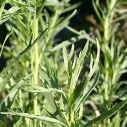 Tarragon (Russian)
