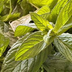 Spearmint