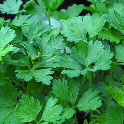 Italian Parsley (60 gram bag)