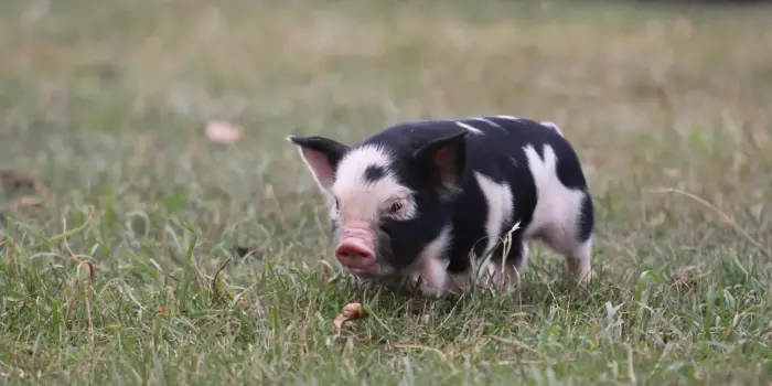 Whispering Winds pigs1